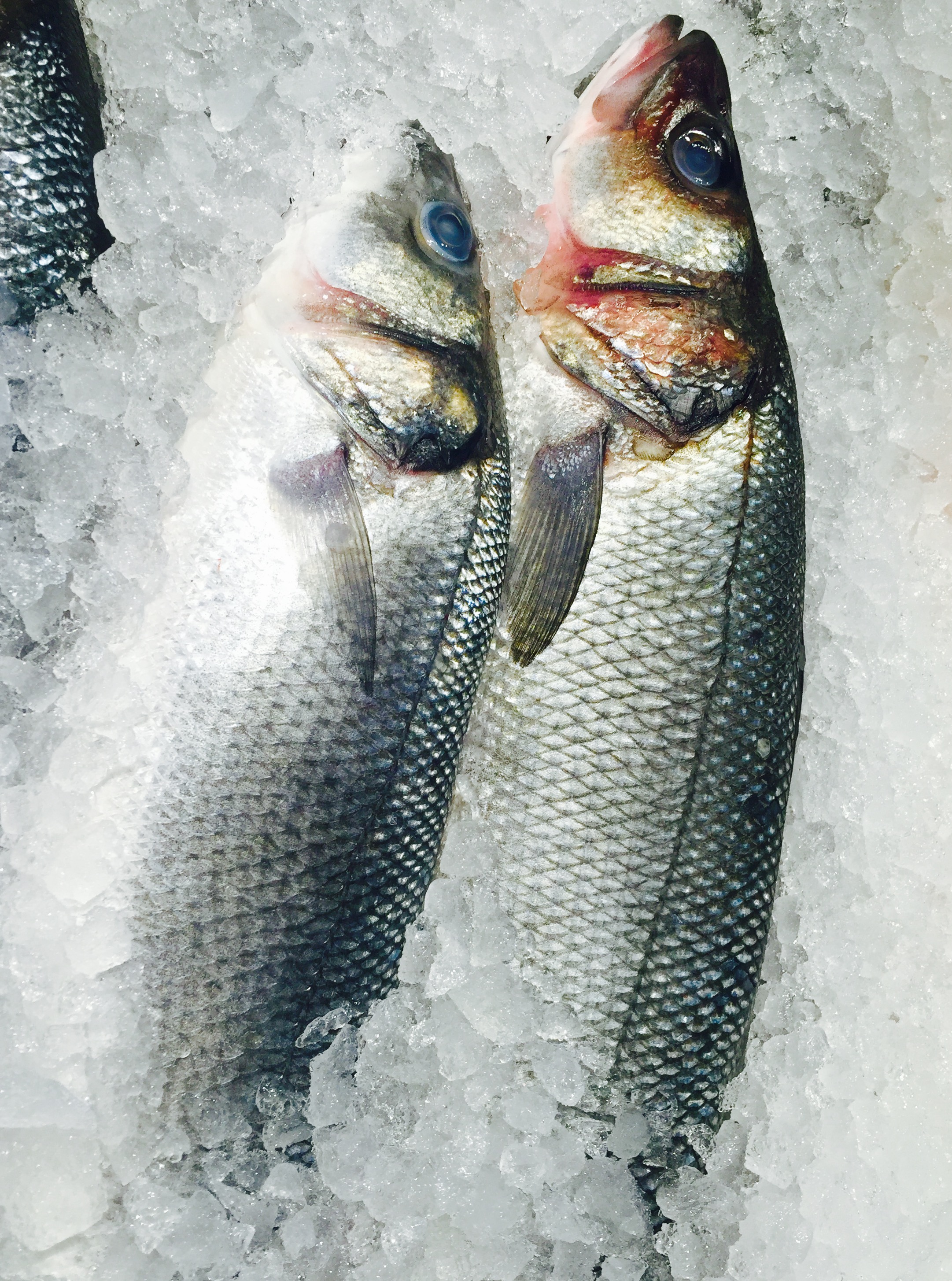 Fresh sea bass at my favourite local fishmonger
