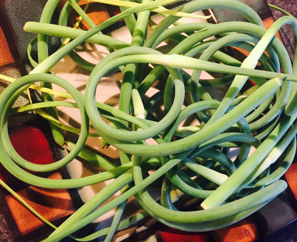 Intriguing garlic scapes ready from some intrepid culinary adventure