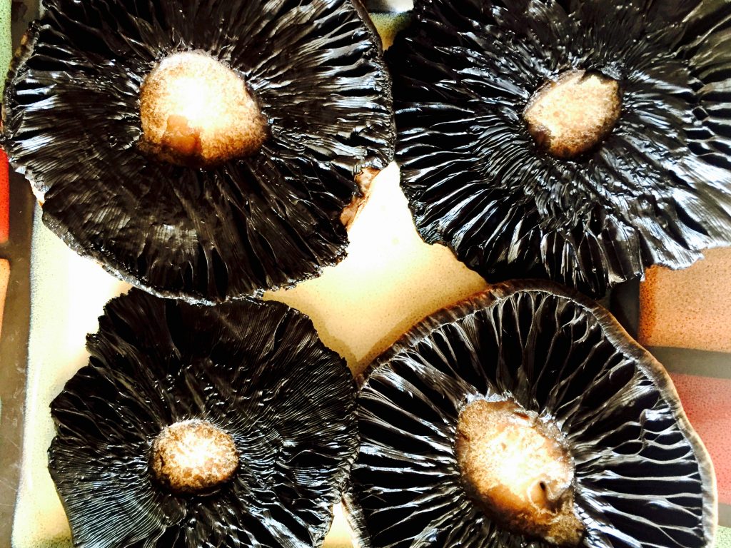 Roasted portobellos waiting to be filled with chopped & sauteed creminis, grated dairy free cheese, gluten free bread crumbs and some chopped fresh parsley