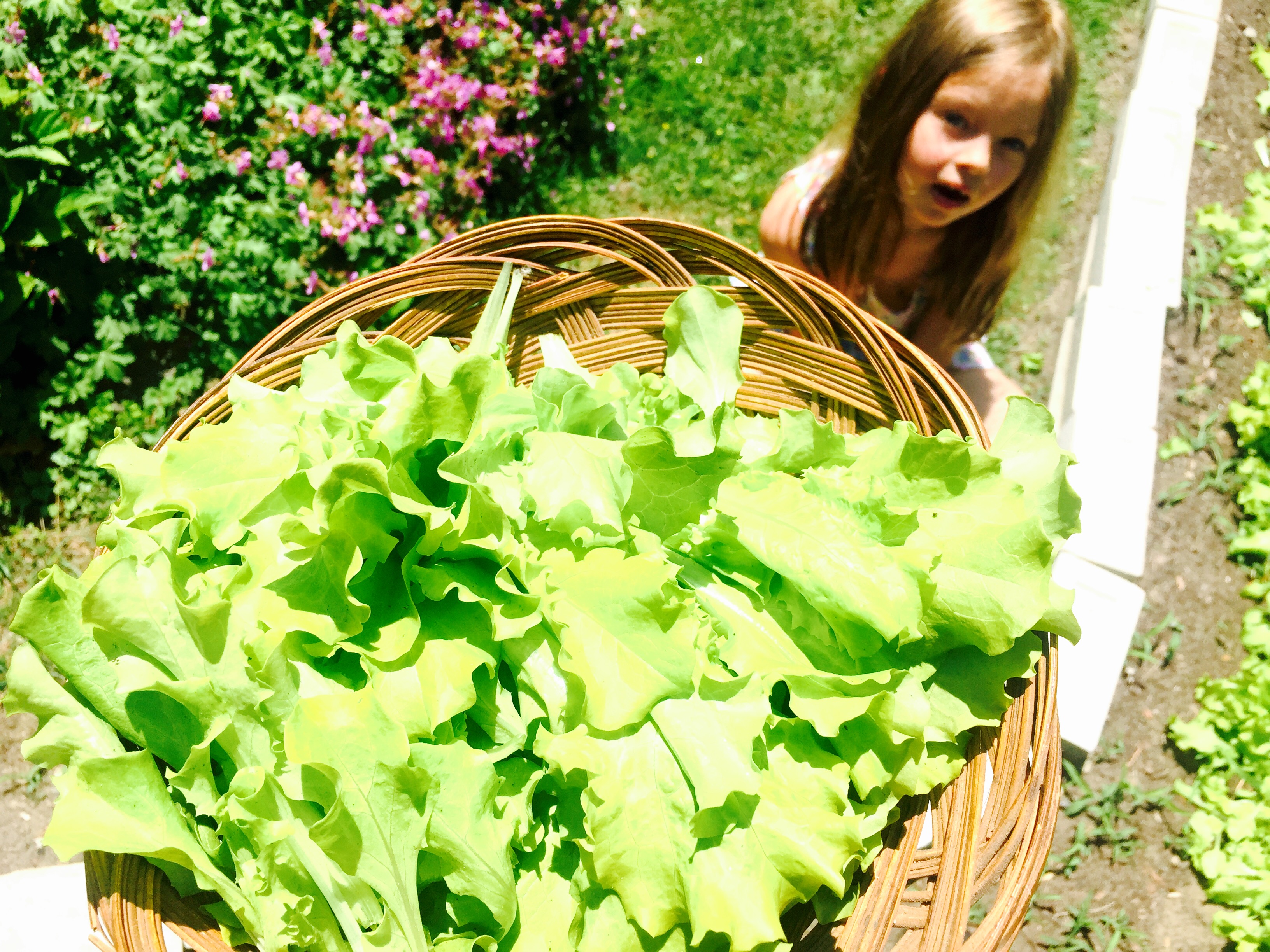 Fresh garden lettuce, hand picked by my trusty helper